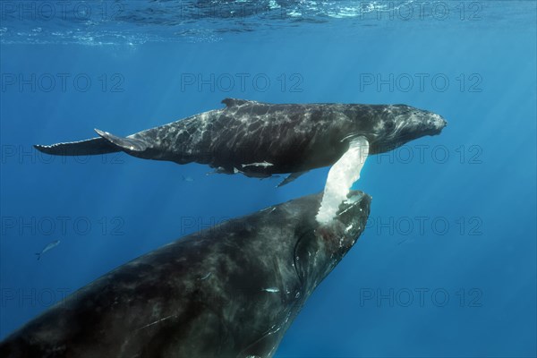 Humpback whale (Megaptera novaeangliae)
