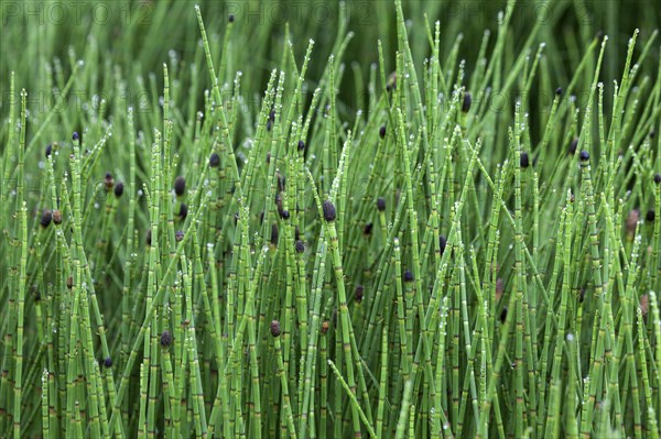 Coloured horsetail (Equisetum Variegatum) with drops of water