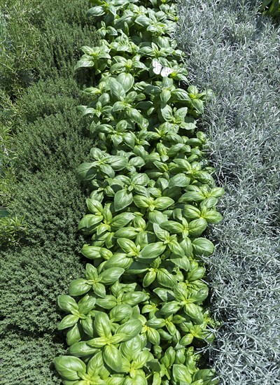 Various herbs in row