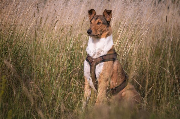 Shorthair collie