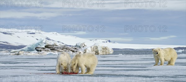 Polar bears (Ursus maritimus)
