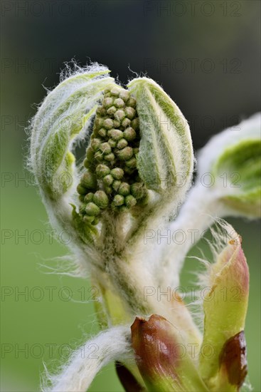 Horse chestnut (Aesculus hippocastanum)