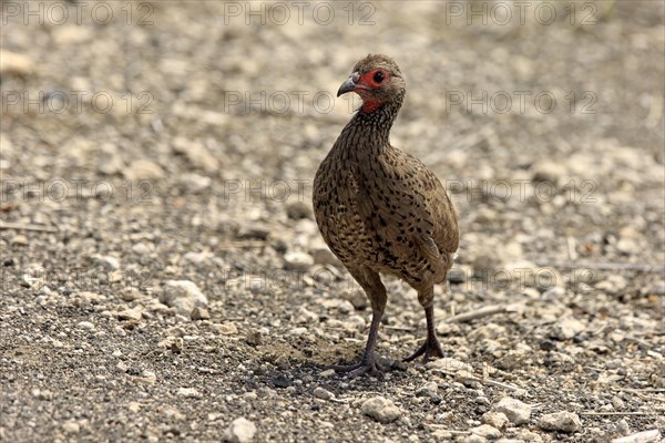Swainson's spurfowl (Francolinus swainsonii)