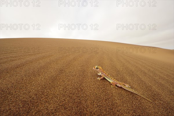 Palmato gecko