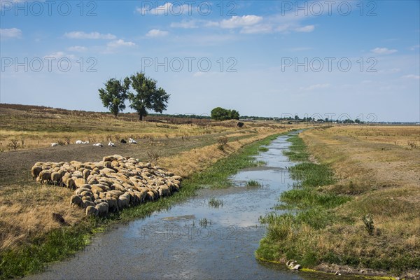 Herd of sheeps grazing on a little channel