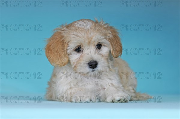 Havanese
