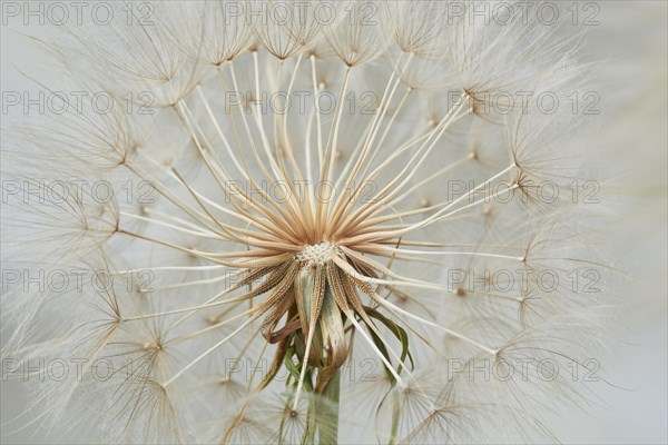 Meadow salsify (Tragopogon pratensis)