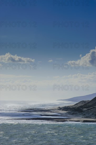 Kauri Coast