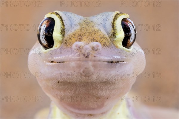 Namib sand gecko (Pachydactylus rangei)