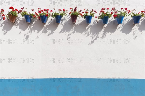 Red geraniums in blue flowerpots on a house wall