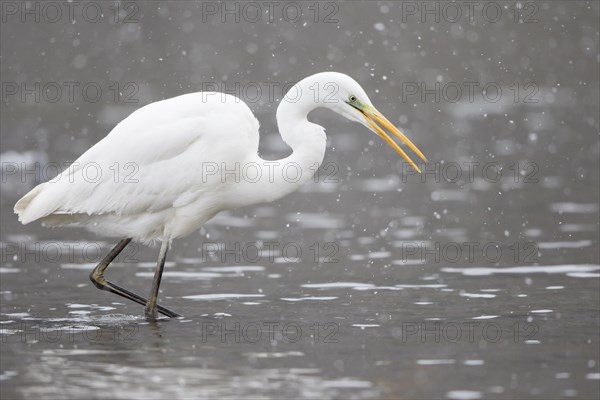 Great egret (Ardea alba) in shallow water foraging