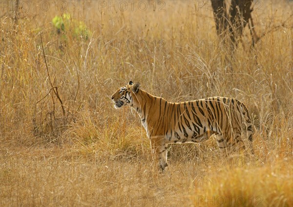 Bengal tiger (Panthera tigris tigris)