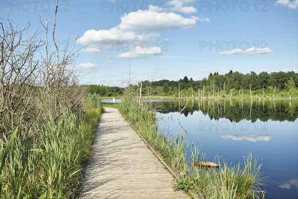 Wooden footbridge in the Regenmoor marshland and Neckar origin Schwenninger Moos