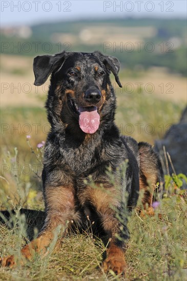 Harlequin Beauceron