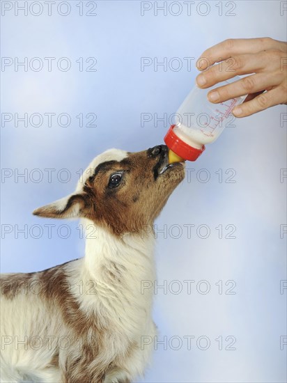 Lamb