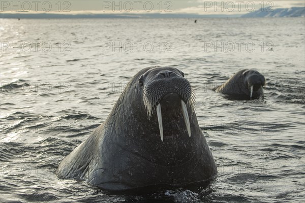 Walruses (Odobenus rosmarus)