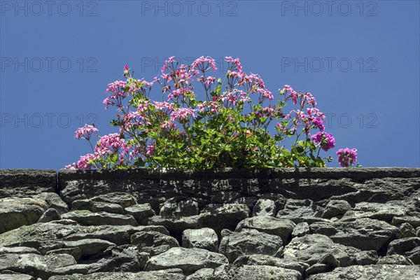 Pelargonium sidoides (Pelargonium sidoides) on stone wall