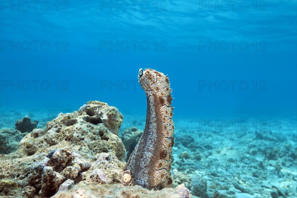 Graeffe's Sea Cucumber (Pearsonothuria graeffei) stands upright on a coral reef