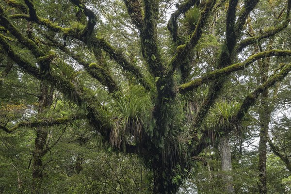 Mossy and grassy branches