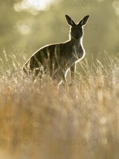 Western gray kangaroo (Macropus fuliginosus)