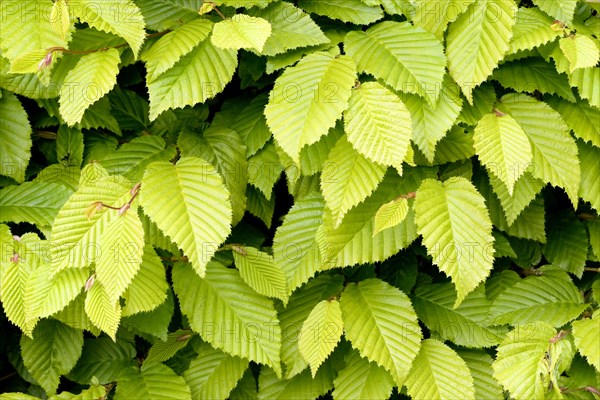 European hornbeam (Carpinus betulus)