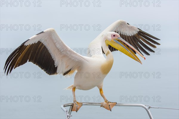 Great white pelican (Pelecanus onocrotalus) sits on railings with open wings