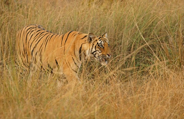 Bengal tiger (Panthera tigris tigris)