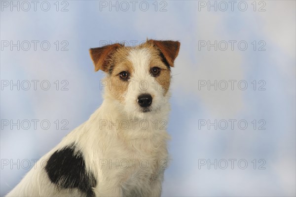 Parson Russell Terrier