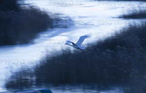 Whooper swan (Cygnus cygnus)