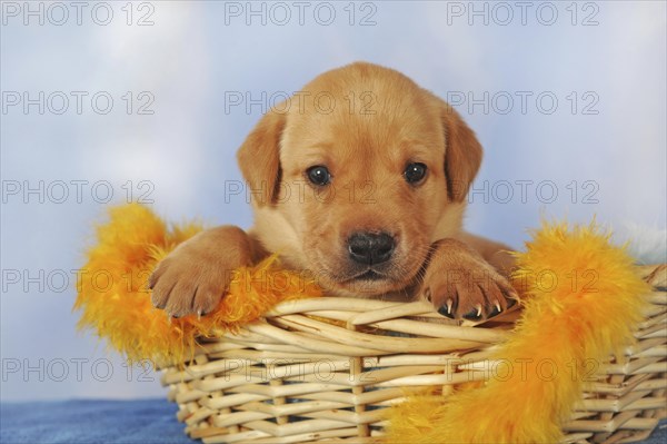 Labrador Retriever