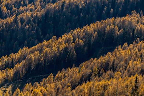 Larch forest (Larix) St. Martin in Thurn