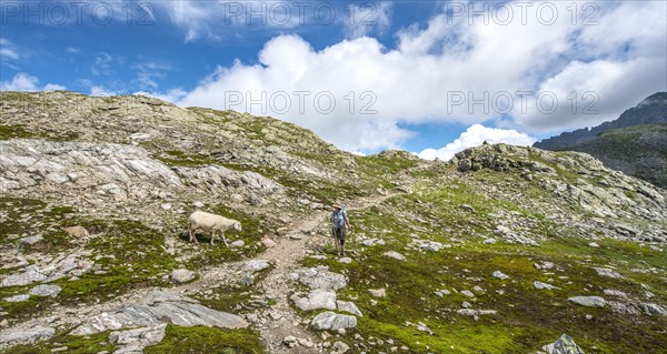 Sheep and hiker on the hiking trail