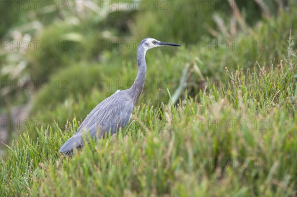 White-faced Heron (Egretta novaehollandiae)