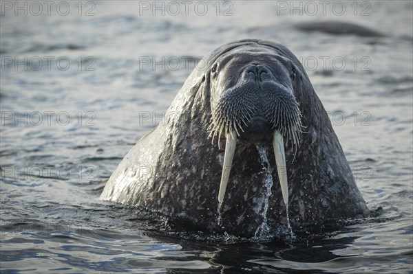 Walrus (Odobenus rosmarus)