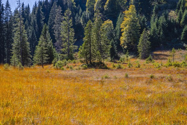 Huhnermoos in autumn