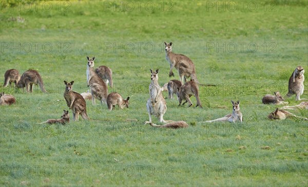 Eastern grey kangaroos (Macropus giganteus)