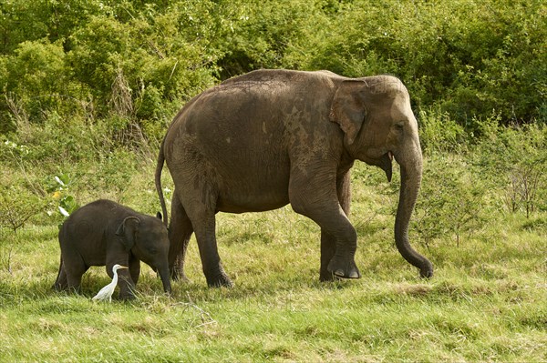 Sri Lankan elephants (Elephas maximus maximus)