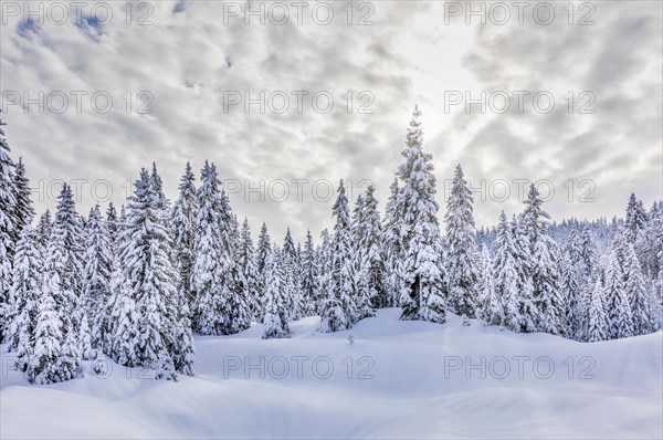 Snow-covered spruces