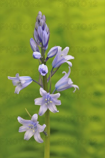 Spanish bluebell (Hyacinthoides hispanica)
