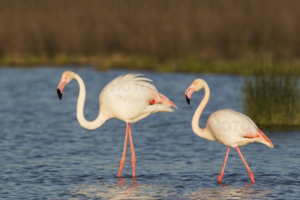 Greater Flamingo (Phoenicopterus roseus)