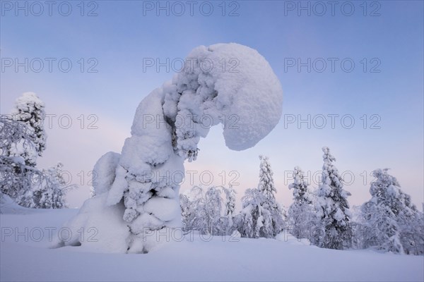 Snowy trees