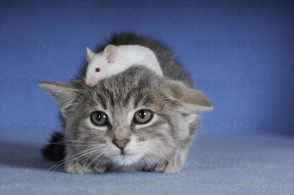 Kitten