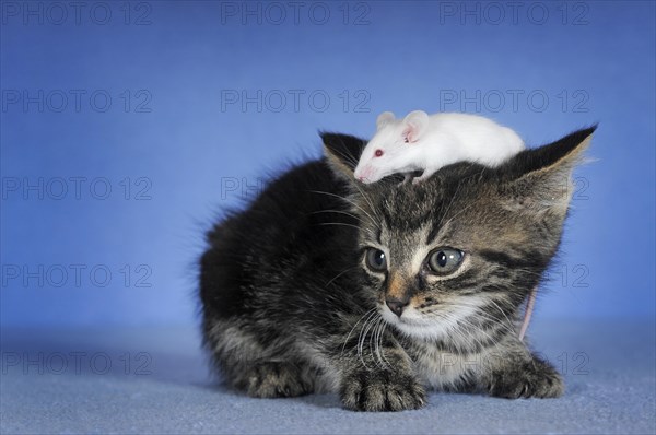 Kitten