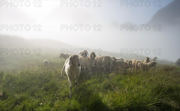 Flock of sheep in the morning fog on alpine meadow near Landawirseehutte