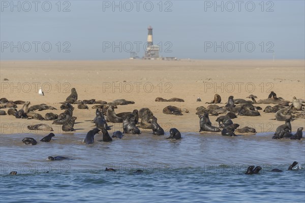 South African Fur Seal (Arctocephalus pusillus)