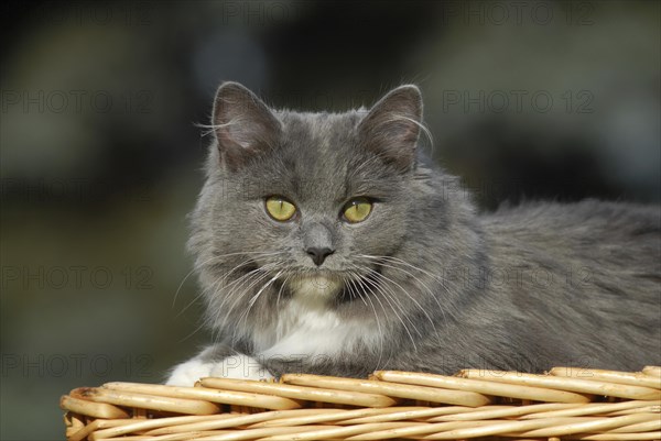 Ragdoll