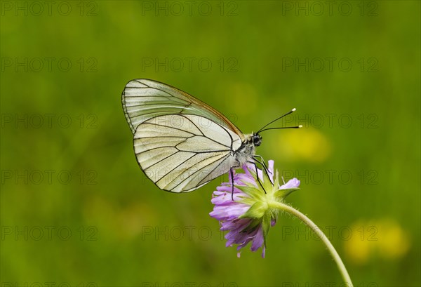 Black-veined white (Aporia crataegi)