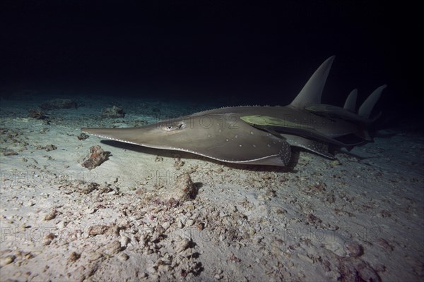 Common Guitarfish (Rhynchobatus djiddensis) swims over sandy bottom in the night
