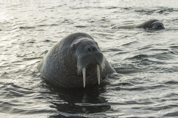 Walruses (Odobenus rosmarus)