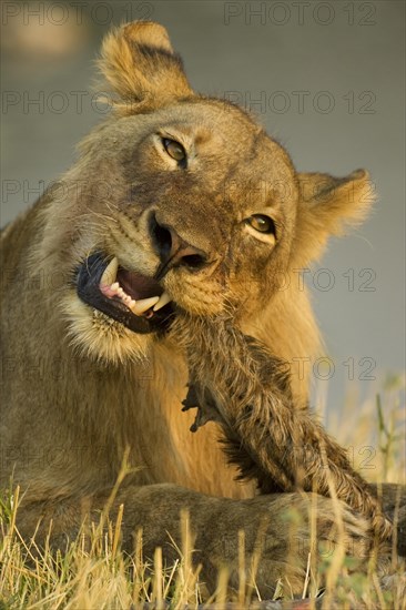 Lion (Panthera leo)